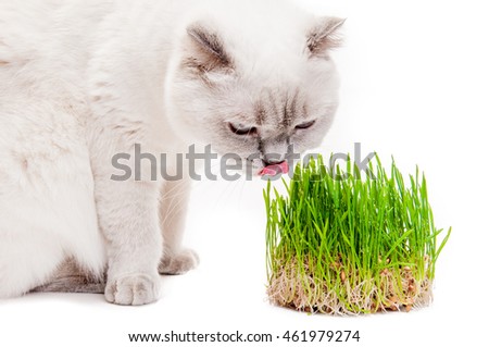 Cat Licking Its Lips After Eating Grass green sprout, vitamins, isolated on a white