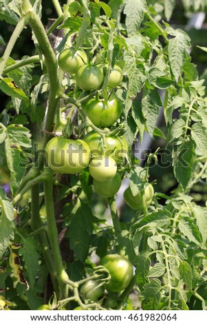 Bunch of unripe green tomatoes, vegetables growing background, close up, vertical picture