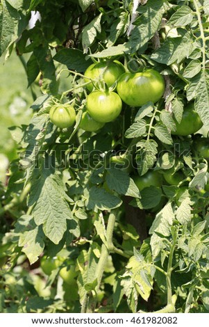 Bunch of unripe green tomatoes, vegetables growing background, close up, vertical picture