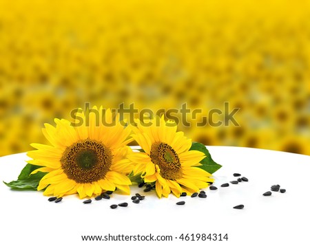 Flowers and seed of sunflower on white table on background blossoming field of sunflowers