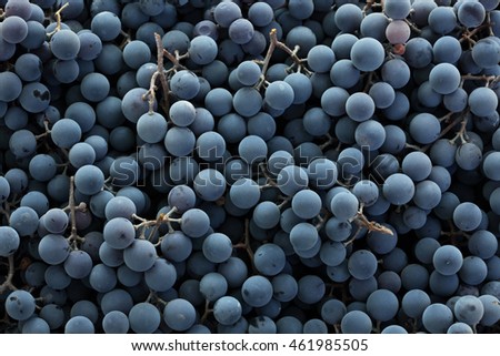 Red  wine grapes background 
