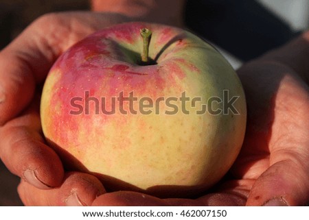 A man holding a large apple in his hand. Harvesting.
