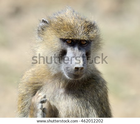Close baboon in National park of Kenya, Africa