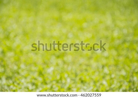 Green grass bokeh leaf abstract blurred  background

