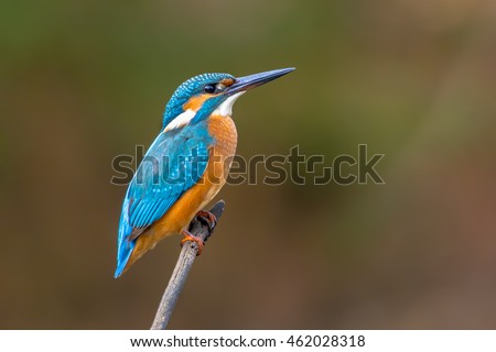 Common European Kingfisher (Alcedo atthis) perched on a stick above the river and hunting for fish. This sparrow-sized bird has the typical short-tailed, large-headed kingfisher profile. Royalty-Free Stock Photo #462028318