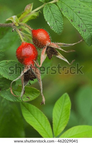 Rose hips are brilliant red in the autumn, Pictured Rocks National Lakeshore, Sand Beach, Alger County, Michigan