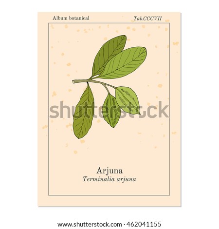 Arjuna (Terminalia arjuna), or arjun tree, kumbuk. Hand drawn botanical vector illustration