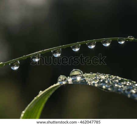 Fresh grass with dew drops and Sun beams closeup