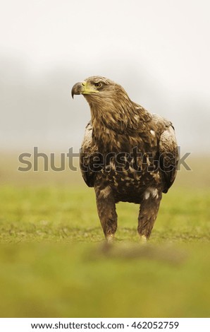 White-tailed Eagle, Haliaeetus albicilla, Hungary, Europe