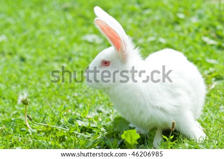 white rabbit in grass closeup