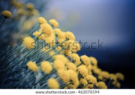 vintage photo of many wild meadow sift yellow flowers on dark field and sky background. Outdoor evening mystery photo of spring flora