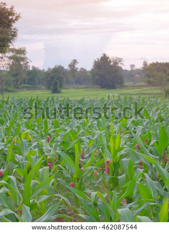 a front selective focus picture of green corn field 