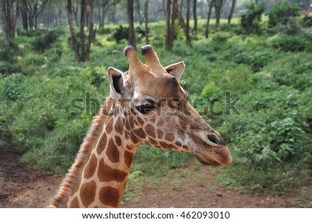 Kenya,Masai Mara The Giraffe