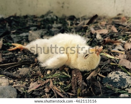 dead little chick on the ground Royalty-Free Stock Photo #462113116