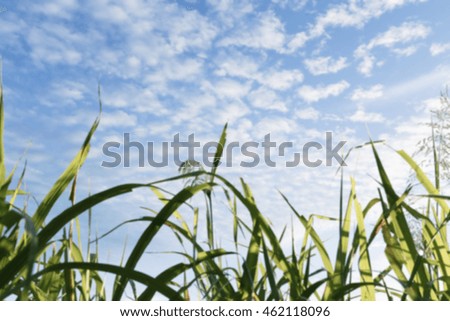 Grass and sky4