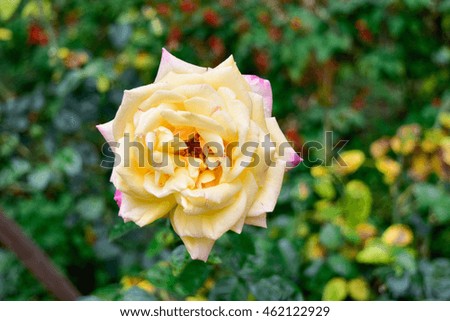 Yellow rose flower blooming in the garden.