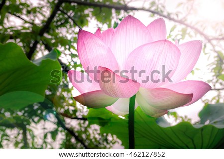 The lotus in full bloom fantastically.