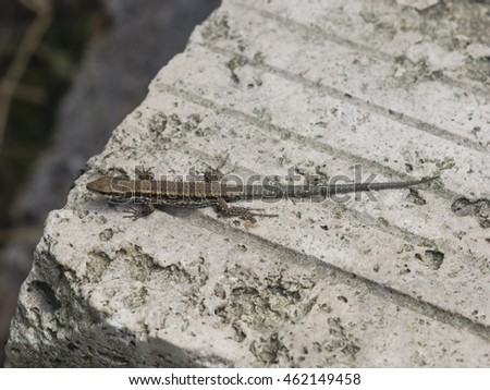 Common wall lizard on stone close-up portrait, selective focus, shallow DOF