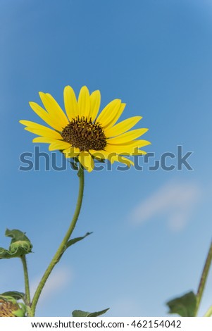 Close-up of Texas wild sunflower (Helianthus annuus) again blue sky, it has widely branching, stout annual, tall, coarsely hairy leaves and stems. Yellow ray flowers surround brown disk flowers.