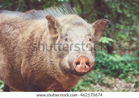 A wild Boar captured in Thailand. Shallow depth of field.