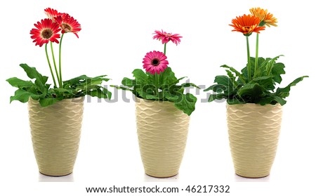 macro closeup of three pots with different orange red pink purple gerbera gerber daisy flower plants isolated on white