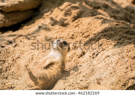 Meerkat lying on sand with copy space
Meerkats respond differently after hearing a terrestrial predator alarm call than after hearing an aerial predator alarm call.
