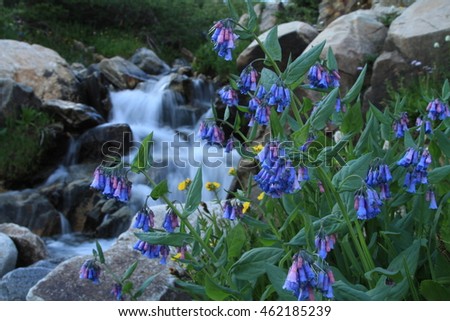 Rocky Mountain Stream, Wildflowers, Colorado, USA