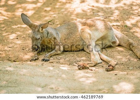 young Red kangaroo lying on ground under tree shade with copy space

