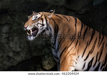 siberian tiger in action of growl