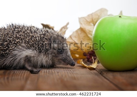 Young hedgehog and apple in autumn leaves on the wooden floor