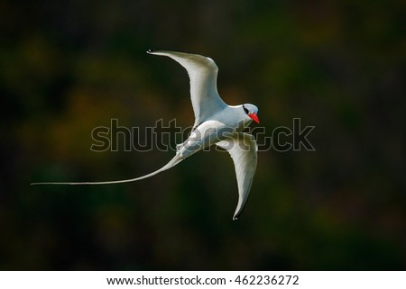 Red-billed Tropicbird, Phaethon aethereus, rare bird from the Caribbean. White tern with open wings in nature habitat. Wildlife scene from Tobago. Royalty-Free Stock Photo #462236272