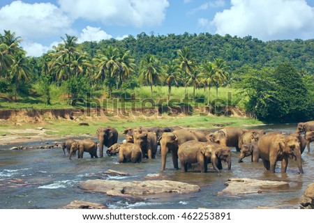 Pinnawala Elephant Orphanage. Many elephants bathing in the river. Sri Lanka beautiful landscape of the jungle and of elephants in the river. View of the jungle with palm trees and blue sky. Royalty-Free Stock Photo #462253891