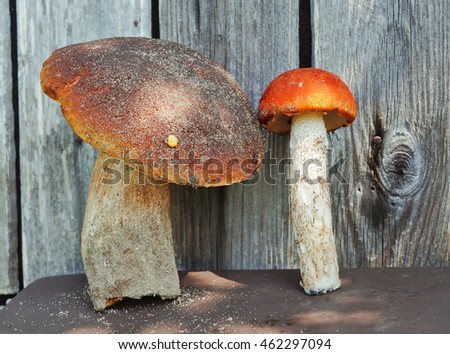 Mushrooms on the wood background