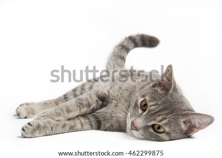 home grey cat on white background Royalty-Free Stock Photo #462299875