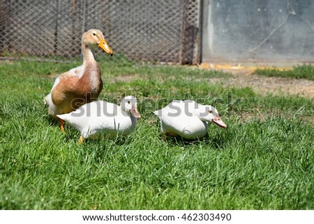 Brown and white duck on grass