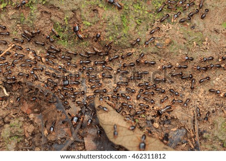 Motion of worker termites on the forest floor in Saraburi thailand. Shallow DOF