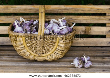The garlic in the basket standing on wooden bench