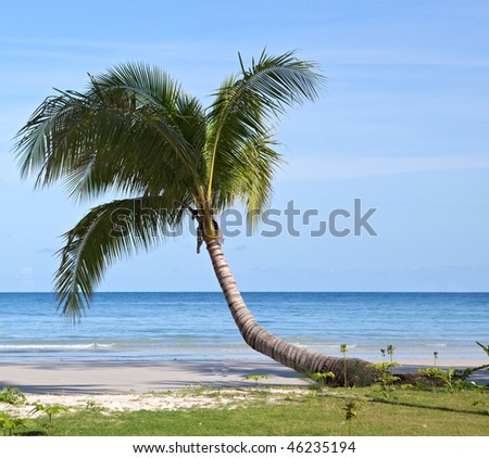 Tropical tree over the water on tropical beach.