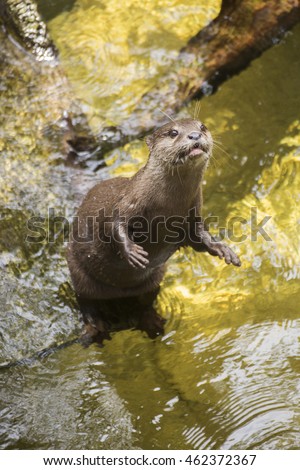 River otter looking something on the water
