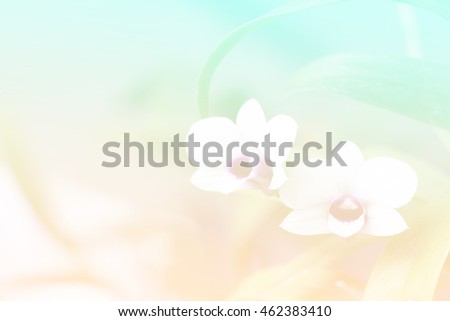 abstract nature orchid flower with pastel color filter , sweet tone background , and copyspace using for wedding media presentation or desktop wallpaper