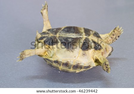 Turning over turtle, probably humanity weary or ponder thought