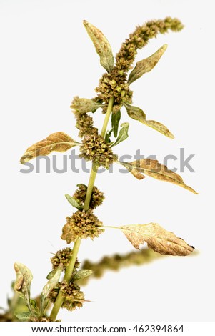 Spiny amaranth, Spiny Pigweed (Amaranthus spinosus L.).