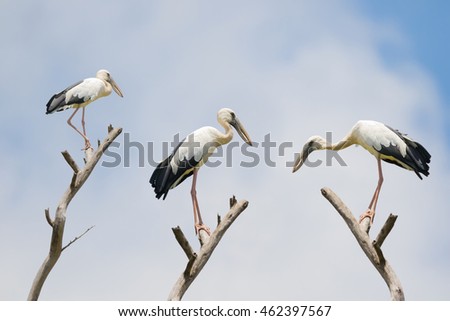 The Asian openbill stork, large wading bird with gap between beaks perching on dried branch (Anastomus oscitans) in Thailand, Asia Royalty-Free Stock Photo #462397567