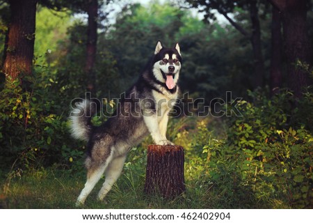 A dog on its hind legs. The Alaskan Malamute is front paws on the stump.