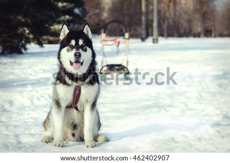 A dog in sled harness. The Alaskan Malamute sits on the snow.