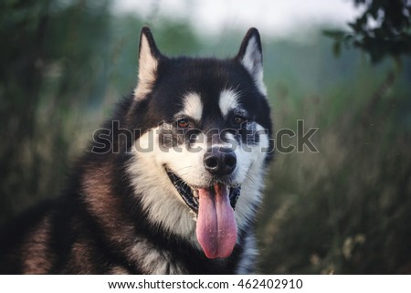 Dog portrait closeup. Proud Alaskan Malamute.