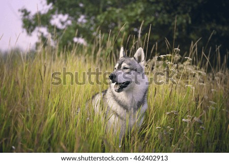 Dog in the grass. Alaskan husky sitting on the grass.