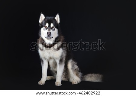 Dog on a black background. Studio portrait of Alaskan Malamute.