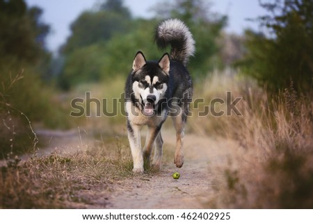 The dog runs along the path in the woods. Alaskan Malamute playing.
