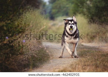 The dog runs along the path in the woods. The Alaskan Malamute holds a green Apple in his mouth.